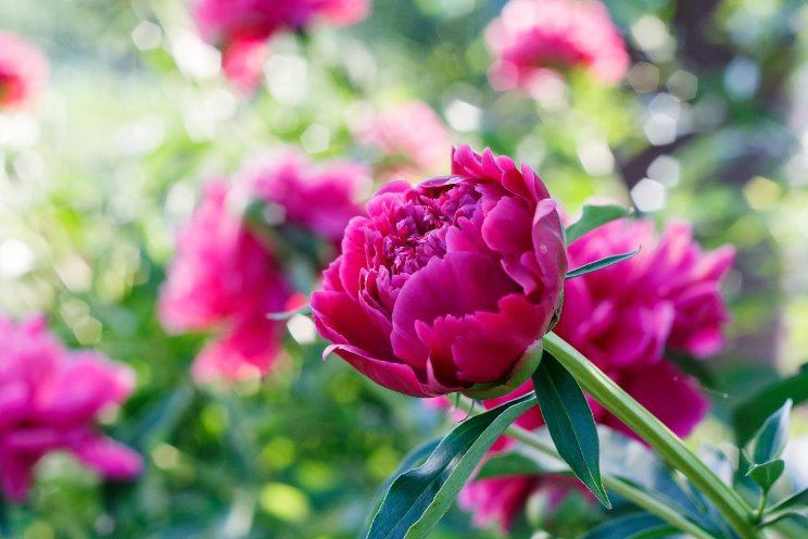CNB Dutch Peony Days CNB Dutch Peony Days