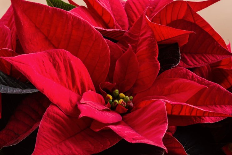 Pilot met veenvrije substraten in Poinsettia Pilot met veenvrije substraten in Poinsettia
