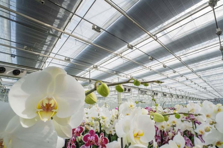 Gloednieuwe schermen voor Satter Orchids