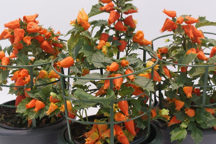 Agriom neemt genetica over van Verheijenplants