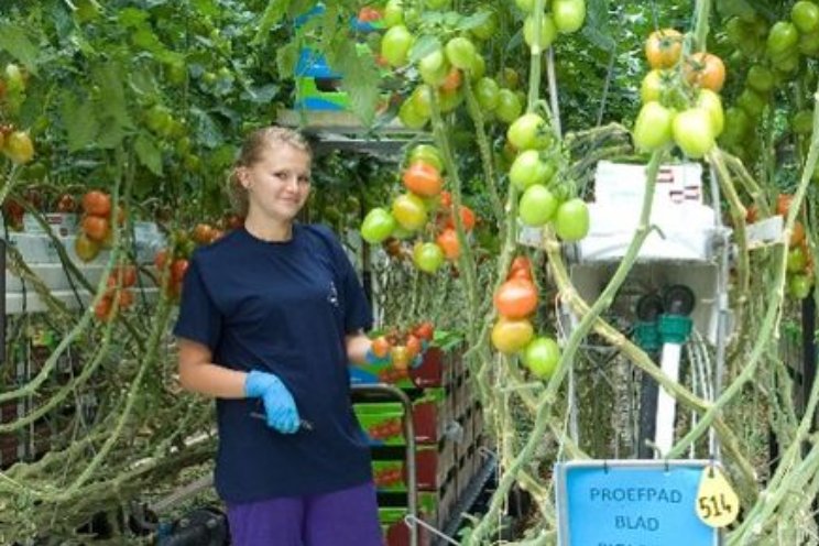 Gratis tool voor verbeteren leercultuur in de tuinbouw Gratis tool voor verbeteren leercultuur in de tuinbouw
