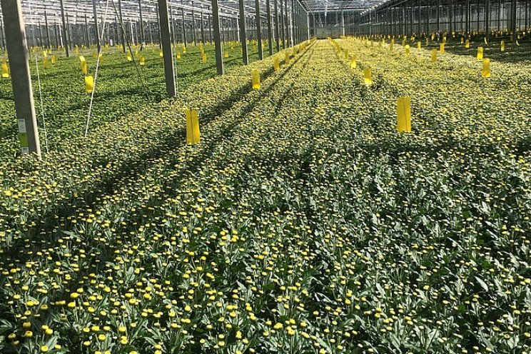 Chrysant: naar zuinige en emissiearme teelt Chrysant: naar zuinige en emissiearme teelt