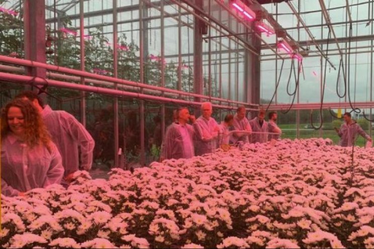 Stappen gezet met chrysanten op water Stappen gezet met chrysanten op water