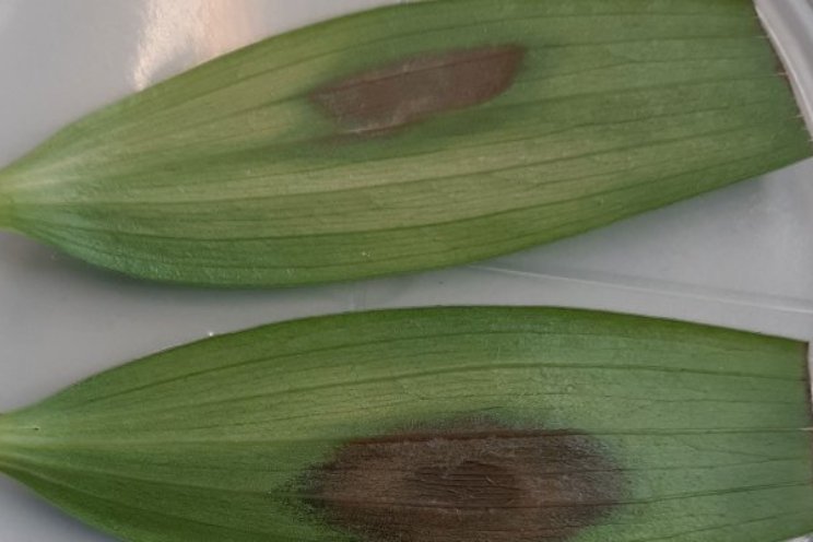 Maken elicitors planten weerbaar tegen ziekten? Maken elicitors planten weerbaar tegen ziekten?