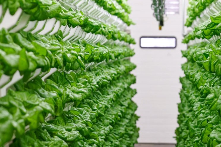 Samenwerking Certhon met Living Greens Farm Samenwerking Certhon met Living Greens Farm