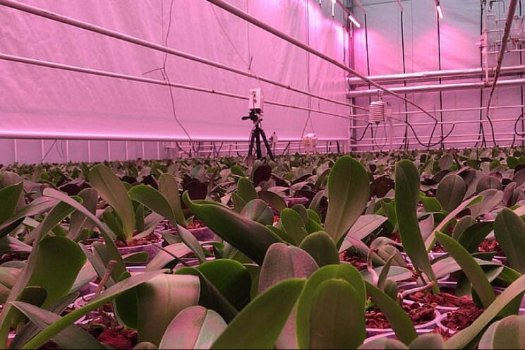 Project energiezuinig Phalaenopsis telen gestart Project energiezuinig Phalaenopsis telen gestart