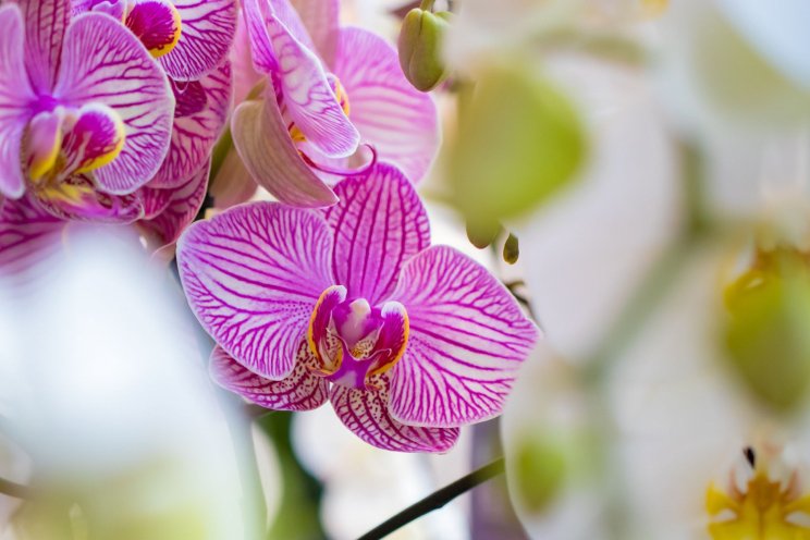 Verrood zorgt voor kortere teelt phalaenopsis Verrood zorgt voor kortere teelt phalaenopsis