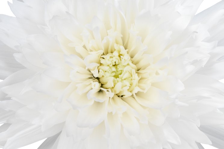 VannoVa lanceert nieuwe witte pluischrysant VannoVa lanceert nieuwe witte pluischrysant