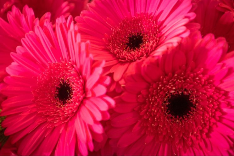 Elke bloem schoon fust Elke bloem schoon fust