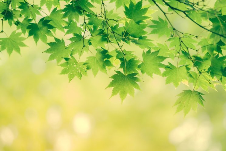 Bijna 40 miljard euro schade aan biodiversiteit Bijna 40 miljard euro schade aan biodiversiteit