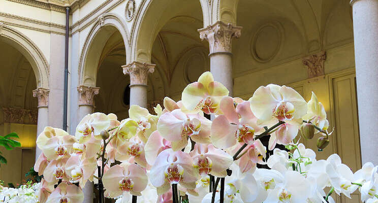 Nederlandse orchideeën tijdens 'Salone' in Milaan Nederlandse orchideeën tijdens 'Salone' in Milaan