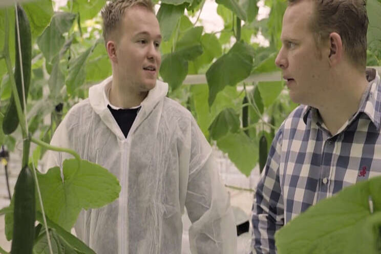 Video: De uitdagingen van vergroening in komkommer